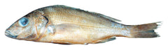 PERCH - PLAIN - 7-9 IN - VAC PACK OF 30
