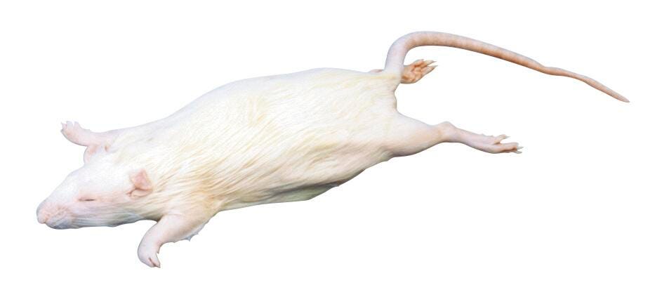 RAT - PLAIN - 7-9 IN - VAC PACK OF 30