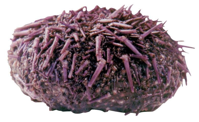 SEA URCHIN - 2-3 IN - WET PAIL PK OF 10