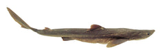 SHARK - DOUBLE - 22-27 IN - VAC EA