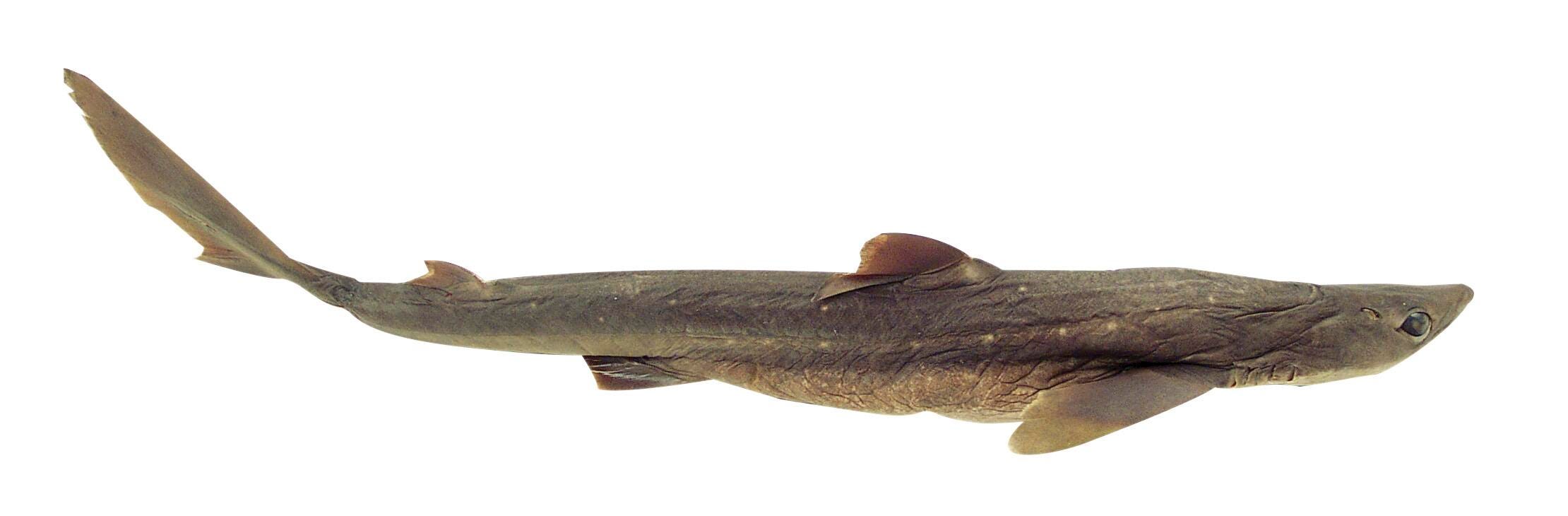 SHARK - PLAIN - 22-27 IN - VAC PACK OF 10
