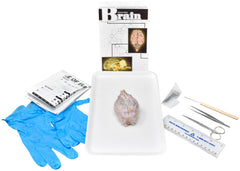 SHEEP BRAIN - W/ DISSECTION TOOLS