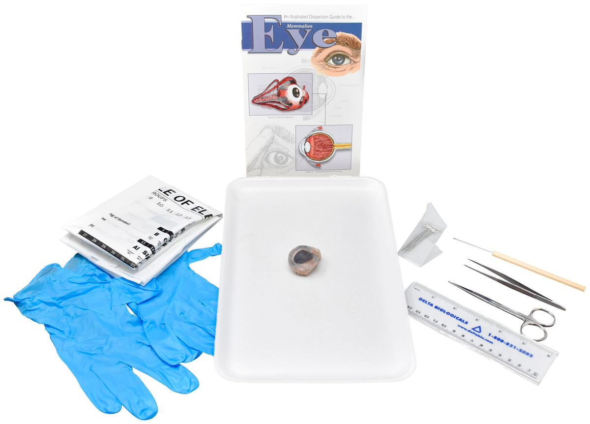 SHEEP EYE - W/ DISSECTION TOOLS