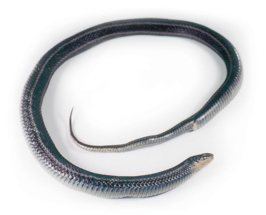 SNAKE NATRIX - PLAIN - 18-22 IN - VAC PACK OF 10