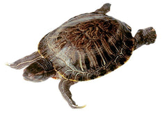 TURTLE - PLAIN - 8-10 IN - VAC PACK OF 10
