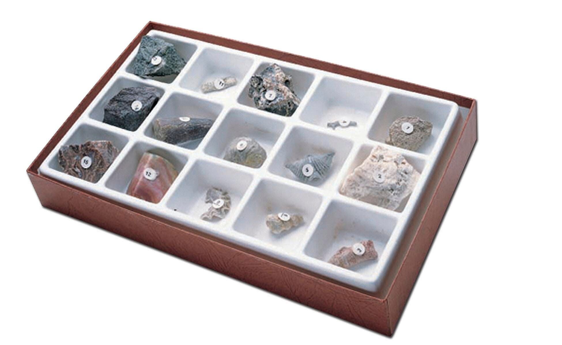 DISC-FOSSIL COLLECTION GENERAL