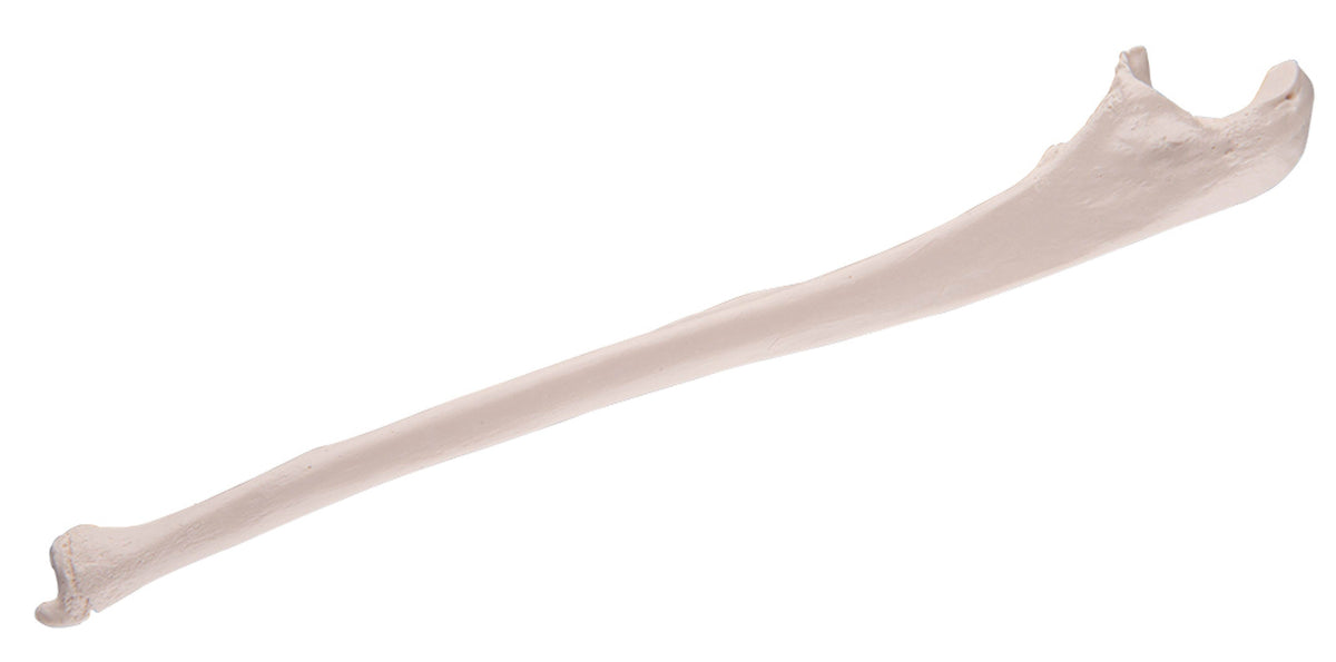 BONE LEFT ULNA
