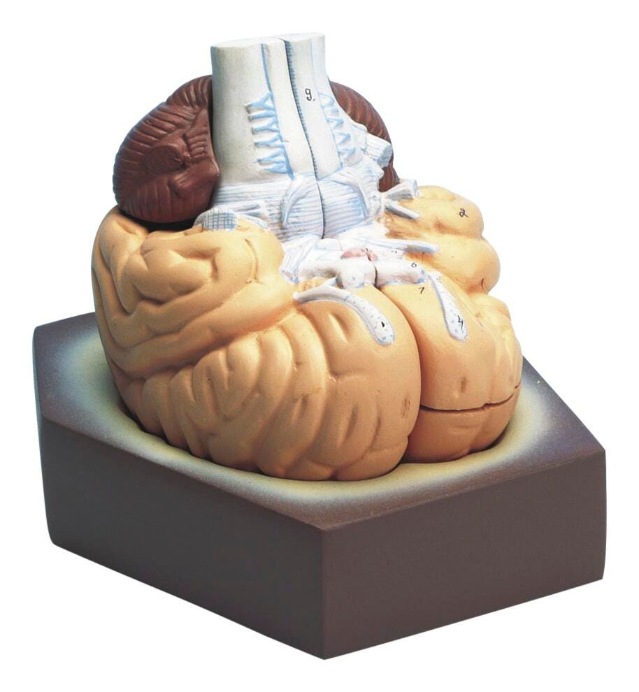 DISC-BRAIN MODEL 4 PART