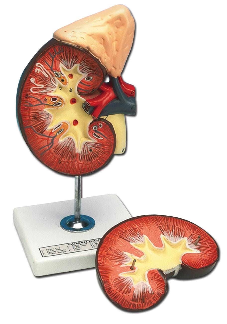 DISC-KIDNEY MODEL