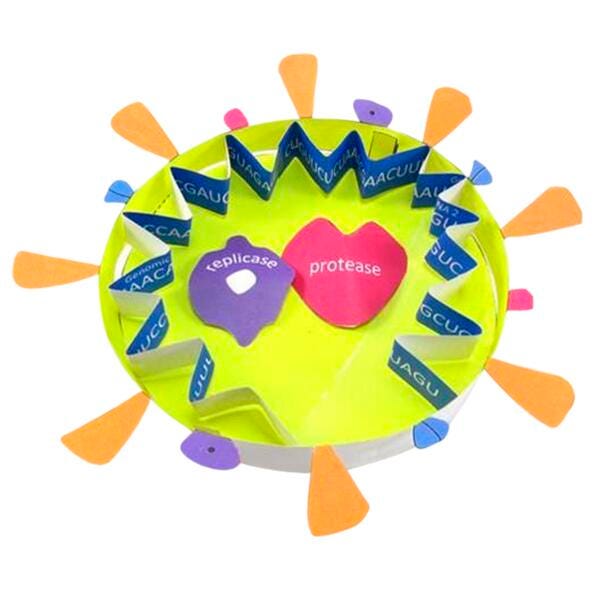 DISC-MODEL - CORONAVIRUS STRUCTURE - 3-D MODEL MAKING KIT