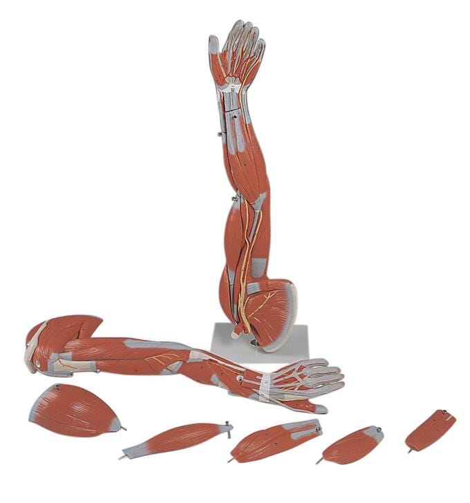 MODEL - ARM MUSCULAR - 6-PART