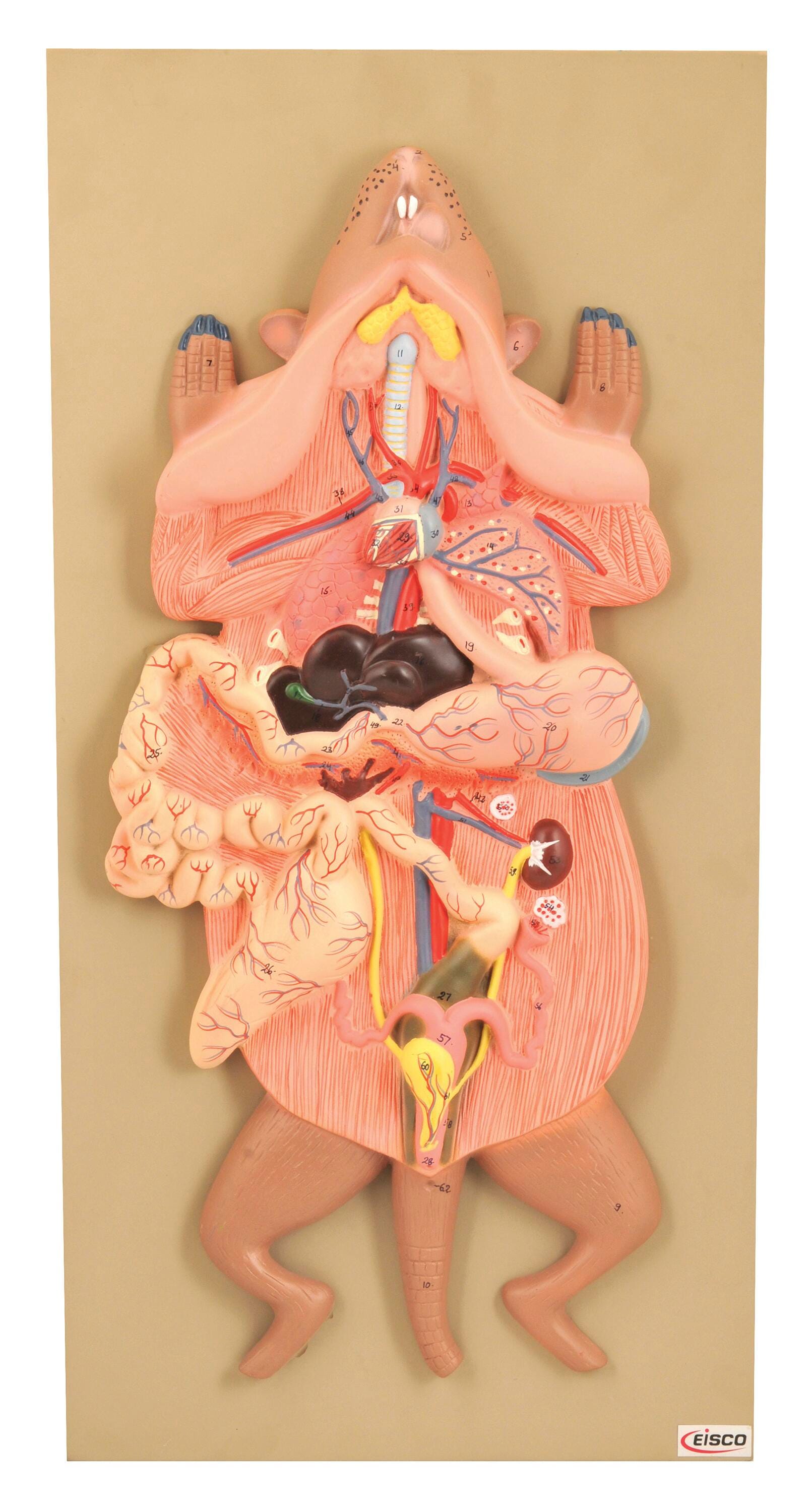DISC-MODEL DISSECTION RAT FEMALE