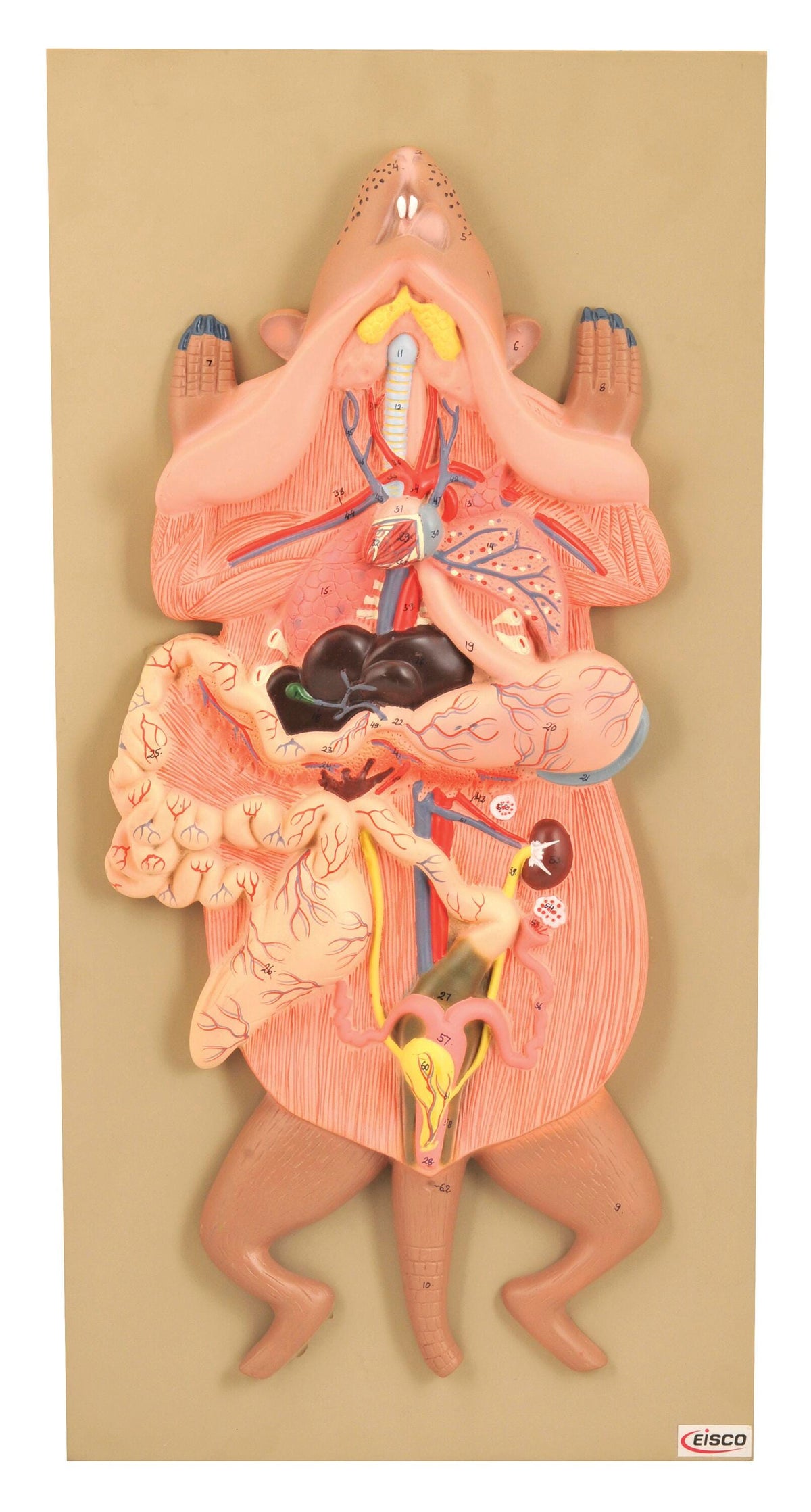 DISC-MODEL DISSECTION RAT FEMALE