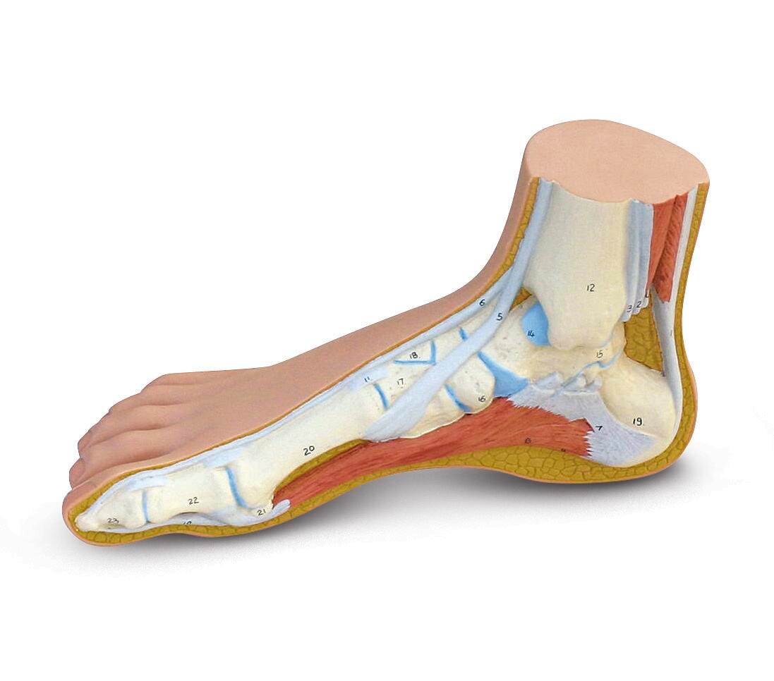 DISC-MODEL FOOT NORMAL