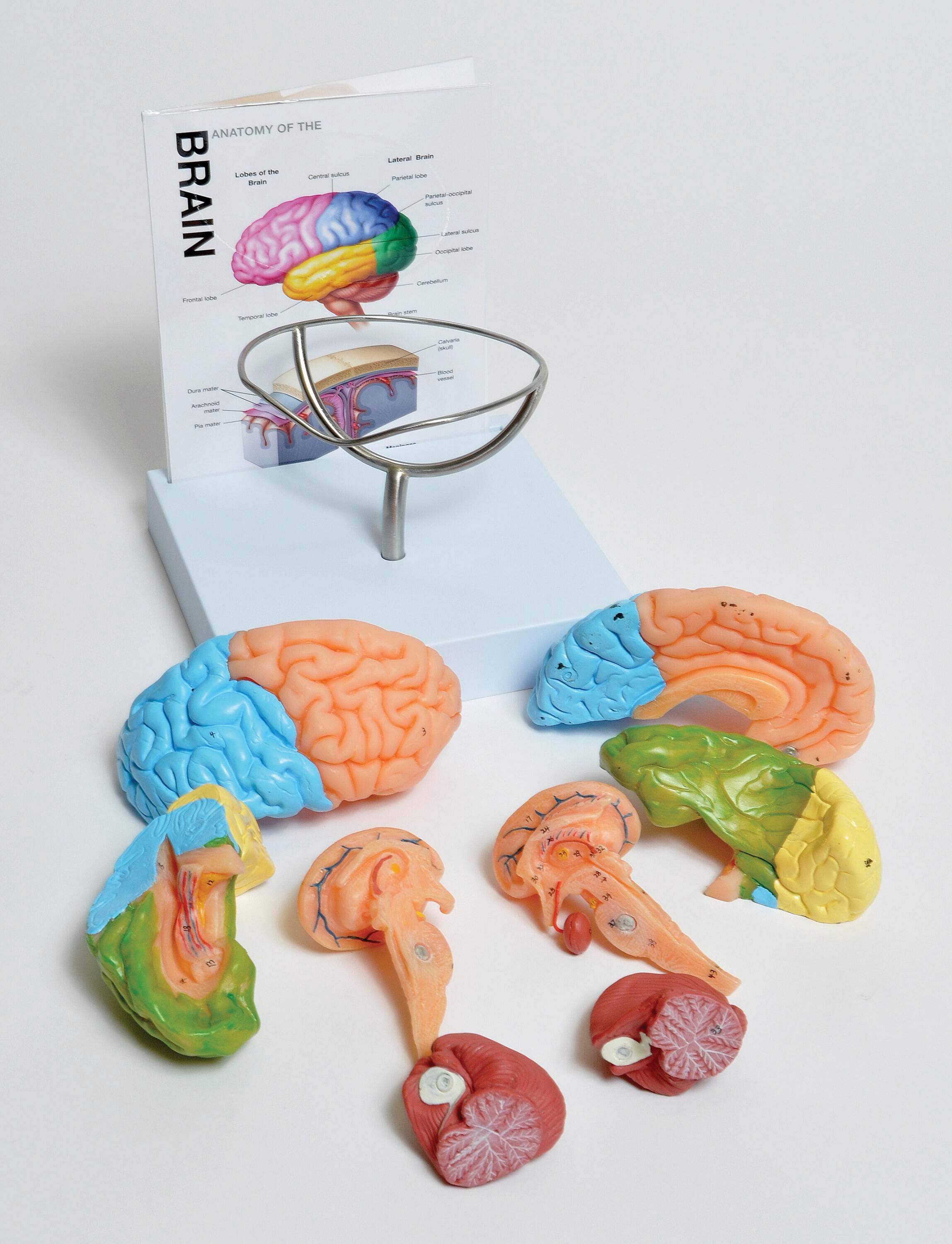 MODEL HUMAN BRAIN 8 PART
