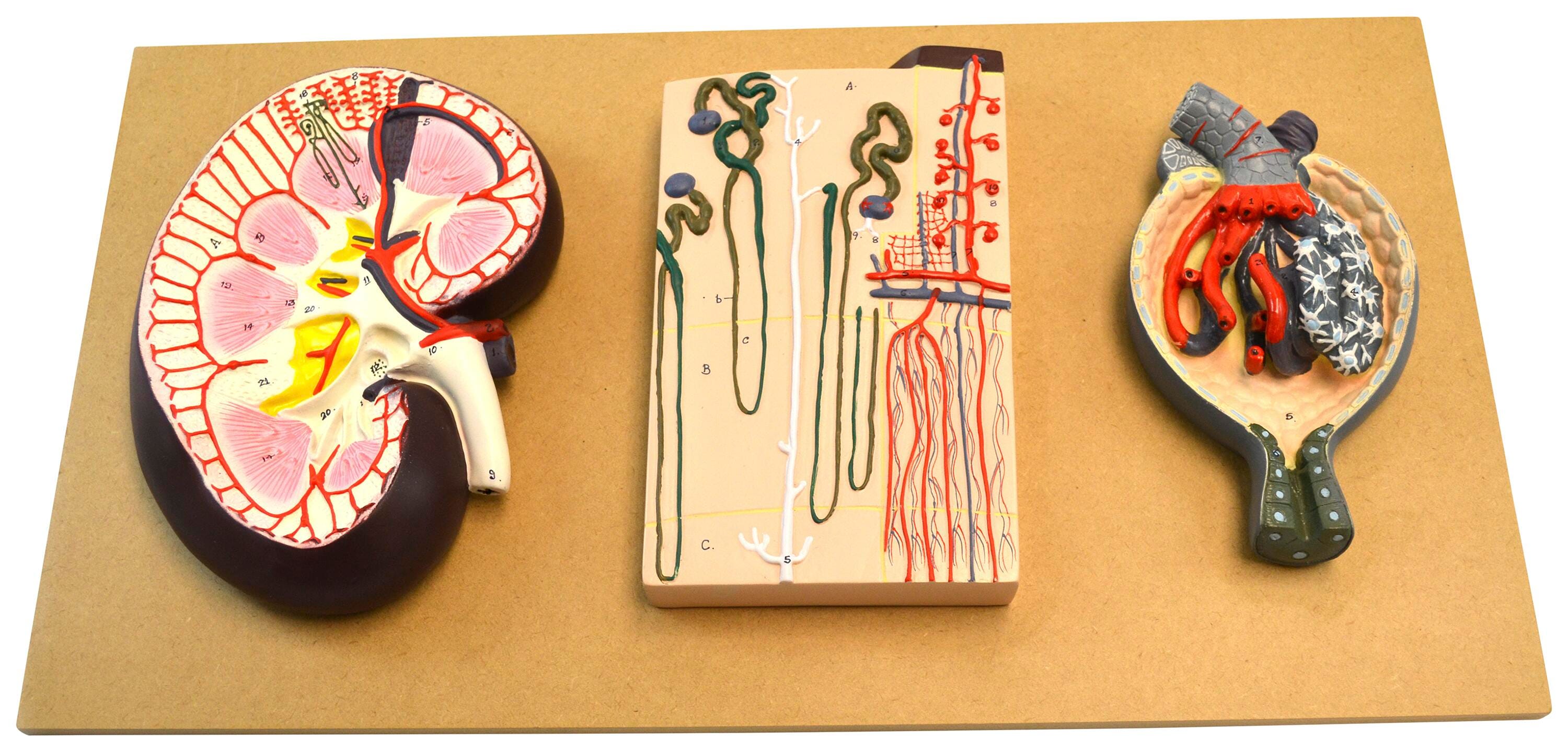 MODEL KIDNEY SECTION