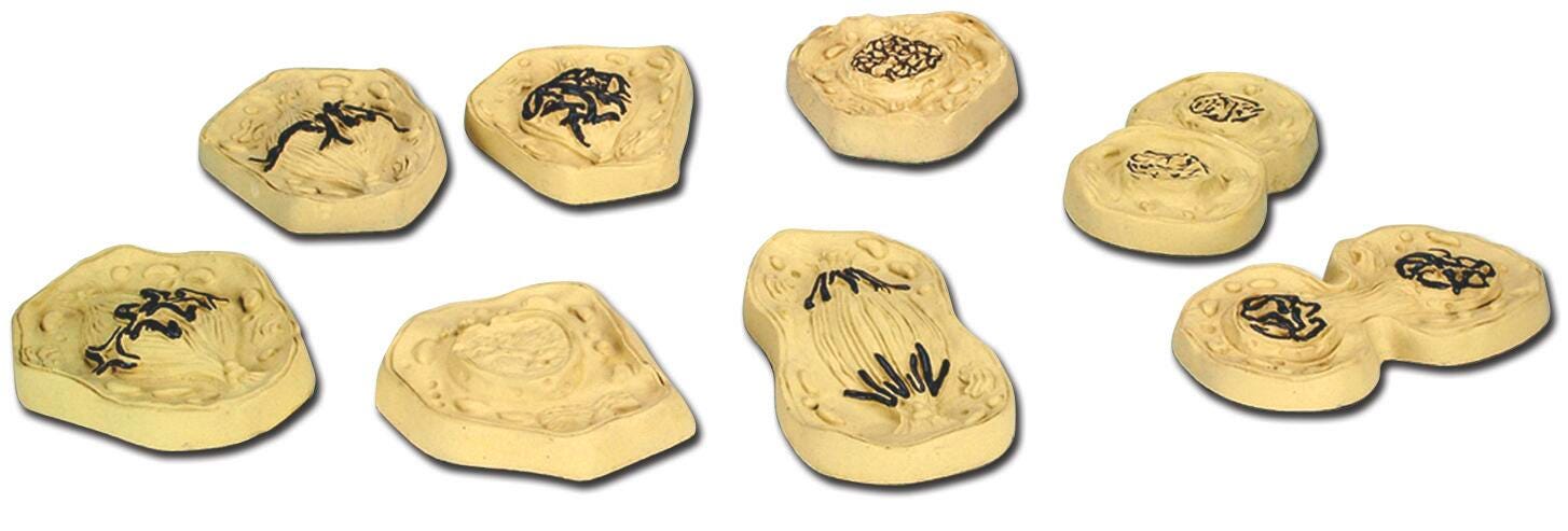 DISC-MODEL SET ANIMAL CELL MITOSIS