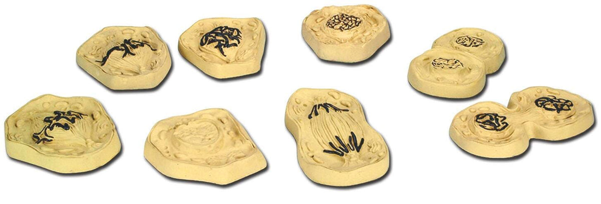 DISC-MODEL SET ANIMAL CELL MITOSIS