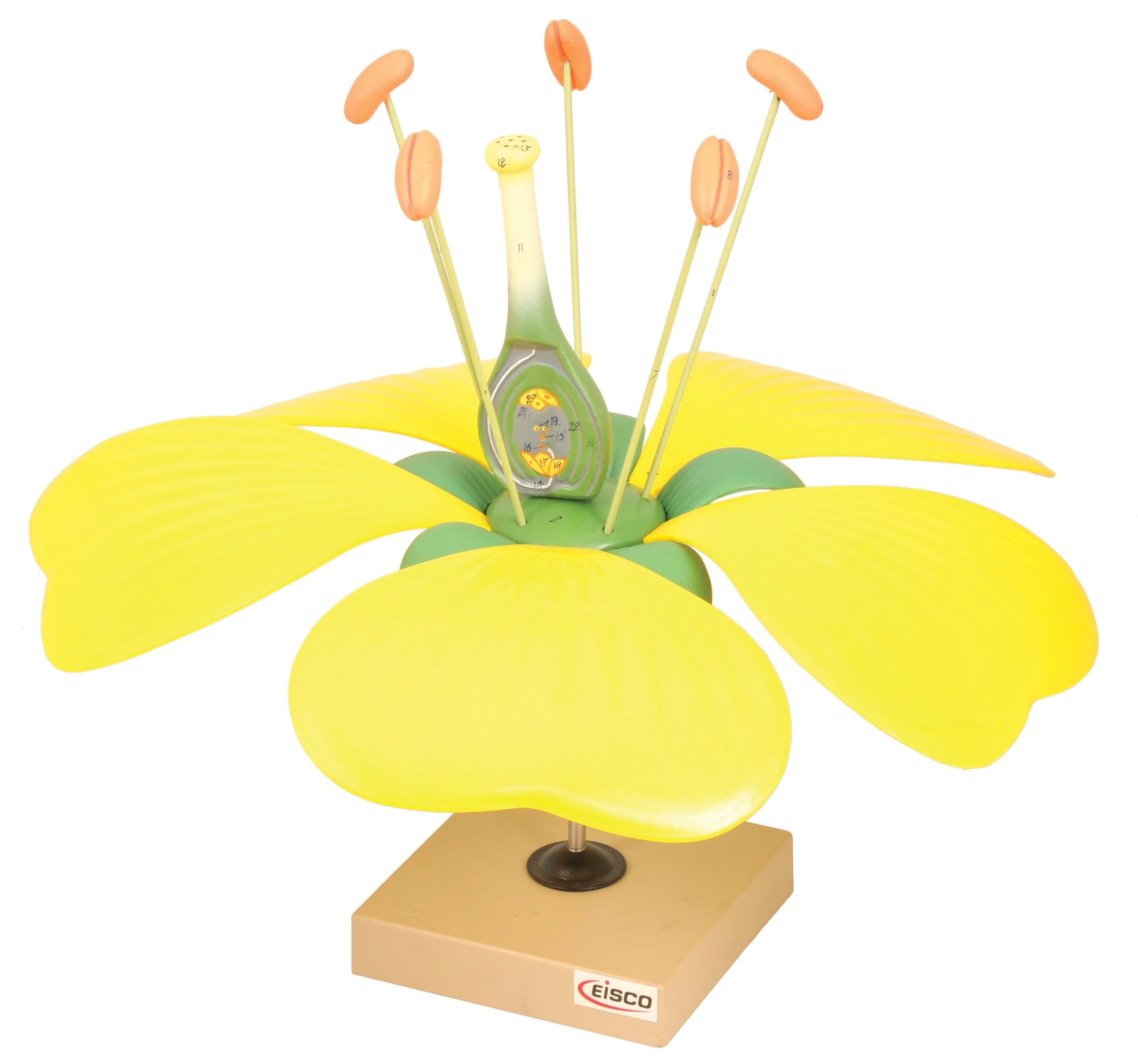 MODEL TYPICAL FLOWER