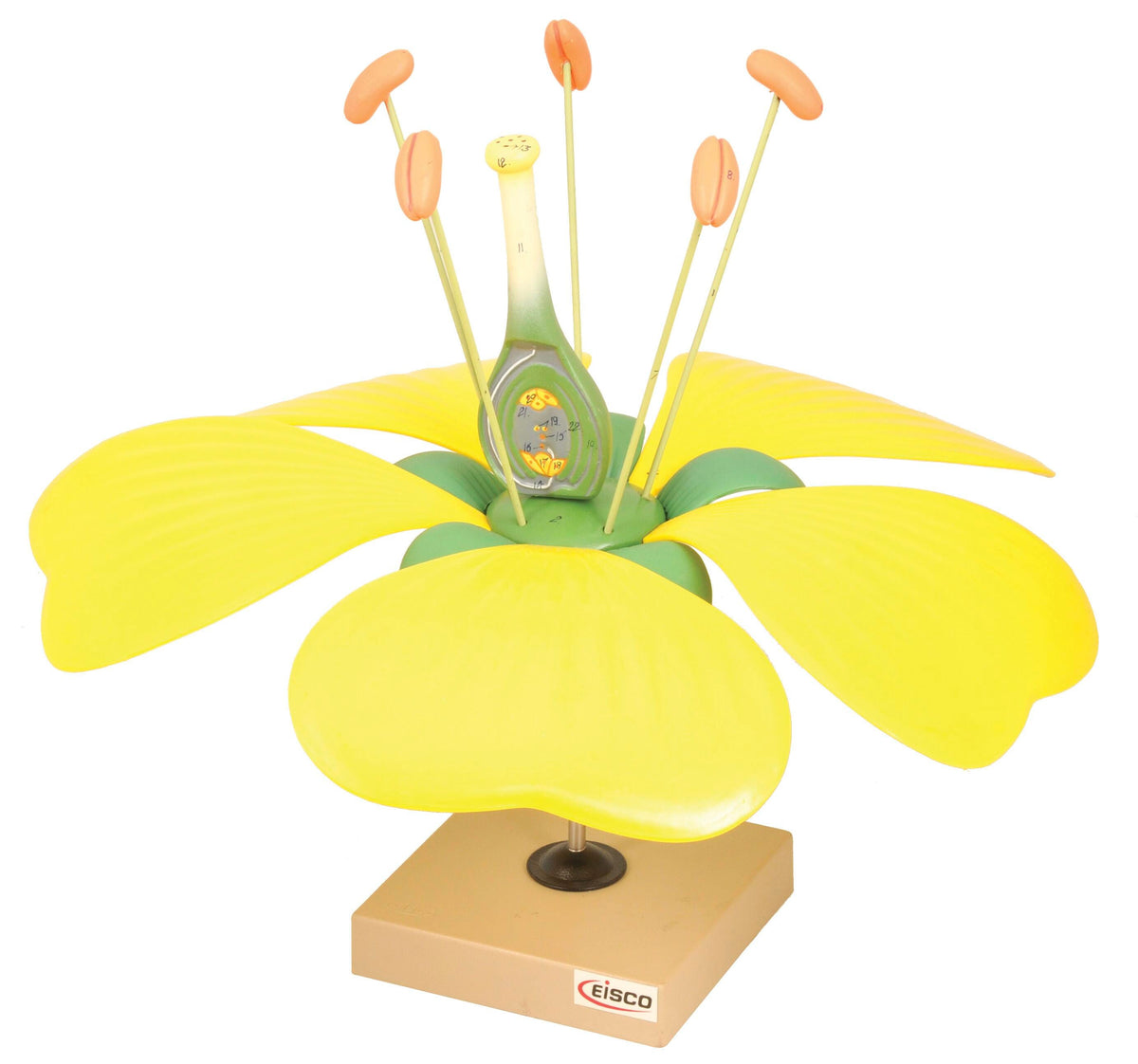 MODEL TYPICAL FLOWER