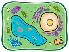 SEE THROUGH PLANT CELL BUILDER