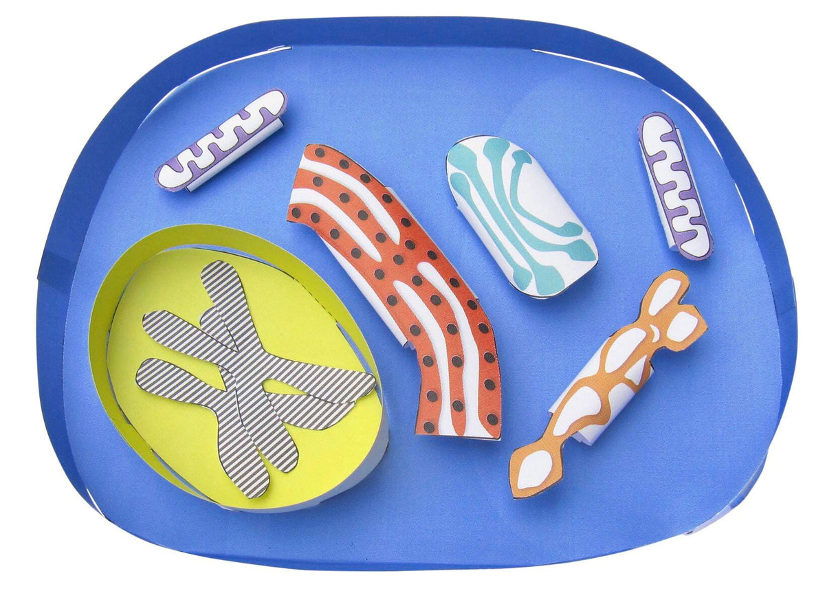 DISC-MODEL - SIMPLE ANIMAL CELL - 3-D MODEL MAKING KIT