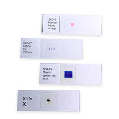 PREPARED SLIDE DIATOMS WM