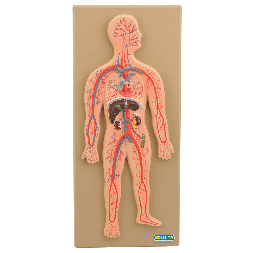 Circulatory System Model Human