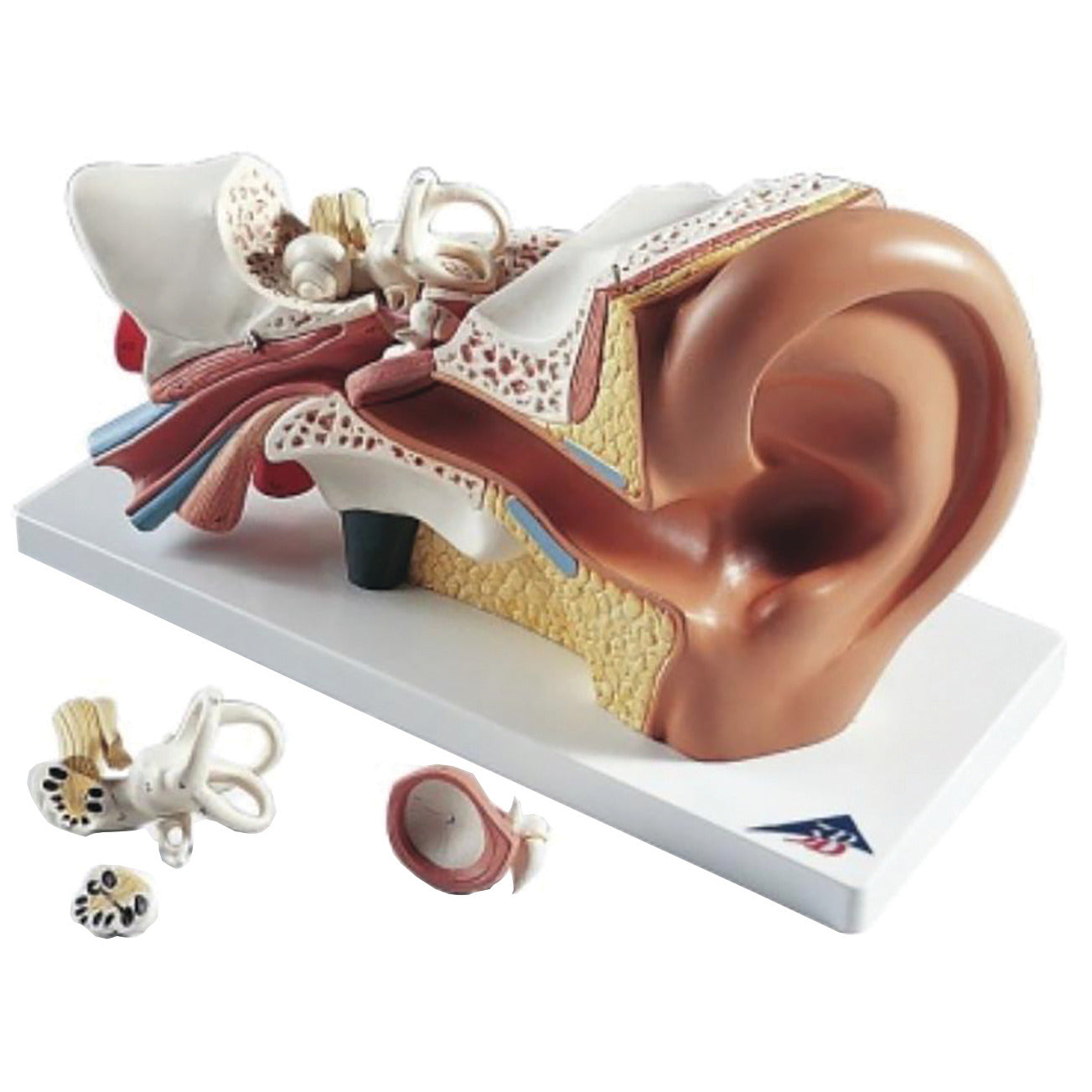 3B Ear Model (x3) 4 Part Each